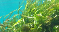 Sea Vegetables: A Sustainable Future for Agriculture?