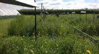 Climate Change Impacts Pollinators: Declining Flower Abundance and Ecosystem Effects