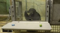 Apes  Learning Abilities: Do Great Apes Learn Like Humans?