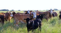 Medical Advancement May Boost Beef Production Efficiency