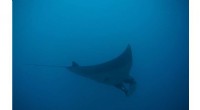 Giant Manta Rays Sighting in South Florida: Population Concerns & Conservation Efforts
