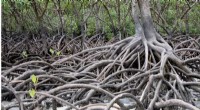 Mangrove & Seagrass Restoration: A Positive Outlook for 2030-2070