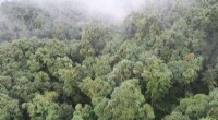 How Fog Helps Epiphytes Survive Dry Seasons in Cloud Forests