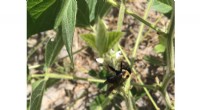 Pollinators Boost Soybean Yield: New Research Reveals Link