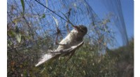 BirdLife Cyprus: Alarming Rise in Illegal Bird Killings & Relaxed Protections