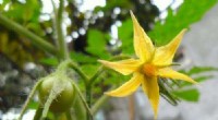Target-AID: Precise Genome Editing for Enhanced Tomato Traits