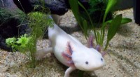 Axolotl Regeneration: Unlocking Secrets for Human Healing