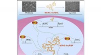 MUNC lncRNA Structure Reveals Gene Expression Regulation Mechanisms