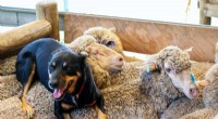 Australian Cattle Dogs: Unveiling the Unique Skills of Muster Dogs