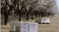 Protecting Beehives: How Tracking Tech Fights Theft