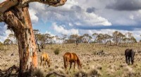 Brumbies in Kosciuszko National Park: Conservation & Controversy