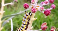 Milkweed Species Key to Monarch Butterfly Conservation | Research Highlights