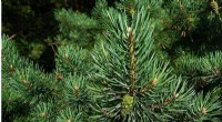 PFAS Monitoring in NC: Pine Needles Reveal Historical Contamination