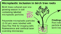 Birch Trees Show Promise in Removing Microplastics from Soil