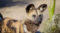 The Surprisingly Social World of African Wild Dog Feeding