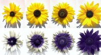 Sunflower UV Patterns: Attracting Pollinators & Conserving Water