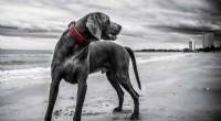Viagra for Dogs: A Potential Treatment for Megaesophagus