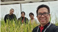 Synchrotron Research Unlocks Potential for Healthier, Safer Rice
