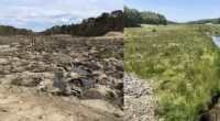 Cranberry Bog Restoration: A Year of Transformation - Falmouth, MA