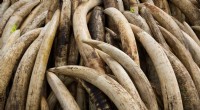 DNA Analysis Traces Elephant Ivory Trafficking Networks to Specific Populations