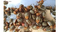 Colorado Potato Beetle Resistance: Understanding the  Super Pest  and Future Strategies