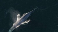 Decoding Blue Whale Behavior: New Insights from Underwater Soundscapes
