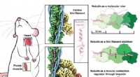 High-Resolution 3D Image Reveals Muscle Protein Nebulin Structure