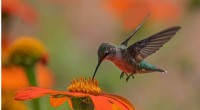 Bird Pollination: Evolutionary Advantages and Mechanisms