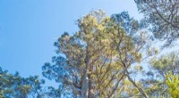 Tasmanian Eucalyptus Forests Stop Absorbing Carbon in Heatwaves - Climate Change Impact