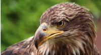 Lead Poisoning Threatens Bald Eagle Recovery: New Study