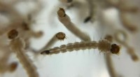 Mosquitoes Develop Pesticide Avoidance After Single Exposure - Scientific Reports