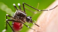 Flavonoids as Novel Larvicides: Targeting Mosquito Development to Combat Disease