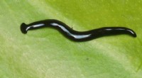 Humbertium covidum: New Flatworm Species Discovered in France - Origin and Details