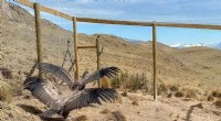 Chilean Condors Return to the Wild After Successful Rehabilitation
