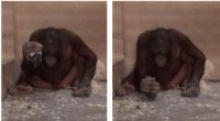 Orangutan Tool Use: Instinctive Hammering and Stone-Cutting Behavior