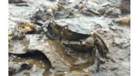 eDNA Technology: Early Detection of Invasive Green Crabs