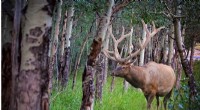 Elk Adaptability: Study Reveals Clever Strategies in Utah
