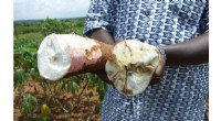 Ghana: Invasive Plant Species Threatening Agriculture & Biodiversity