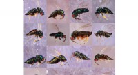 Hidden Diversity: Ormyrus labotus - 16 Wasp Species Discovered