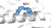Nitrogen-Oxygen-Sulfur (NOS) & Sulfur-Oxygen-Nitrogen-Oxygen-Sulfur (SONOS) Proteins: Key to Life s Processes