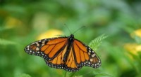 Monarch Butterfly Populations Show Increase in Colorado & Western US – Conservation Concerns Persist