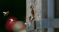 Wild Honeybee Populations Persist in Europe - Research Reveals