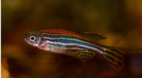 DBDPE Toxicity: Impacts on Zebrafish Muscle & Reproduction