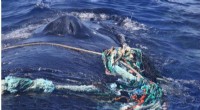 Entangled Humpback Whale Freed Off Maui: A Rescue Story