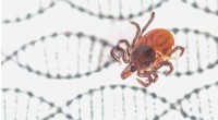 CRISPR Gene Editing Achieved in Black-Legged Ticks: A Breakthrough in Tick Research