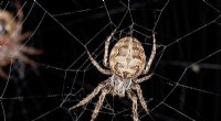 Spider Uses Web to Enhance Hearing: New Research Reveals Amazing Sensory Adaptation