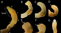 Acorn Worm Regeneration: Insights into Vertebrate Body Repair