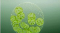 Detailed Look at Cell Division in Microalgae: A New Perspective