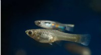 Stress Response in Fish: Do They Freeze or Flee?