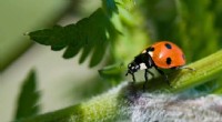 Ladybirds in Norway: Species, Facts & Identification